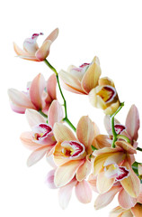Fototapeta na wymiar Phalaenopsis orchids isolated on white background. Tropical floral background.
