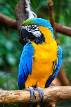 Portrait of blue and yellow macaw. Ara Ararauna also known as the blue-and-gold macaw, is a large South American parrot.
