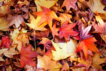 A colourful mosaic of fallen autumn leaves.