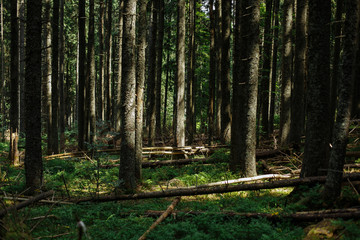 mountain forest bathed in daylight