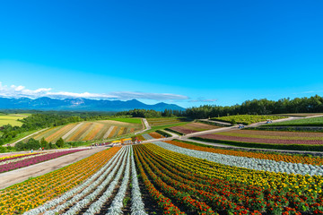 Vivid flowers streak pattern attracts visitors. Panoramic colorful flower field in Shikisai-no-oka, a very popular spot for sightseeing in Biei Town, Hokkaido, Japan