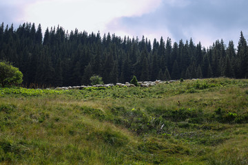 grazing lambs high in the mountains in the meadow
