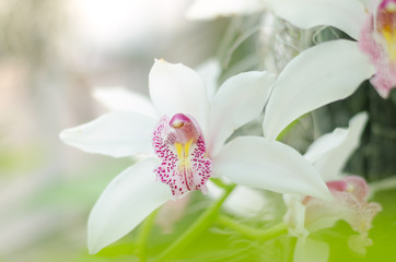 Phalaenopsis orchids bloom at the botanical greenhouse. Tropical floral background.