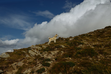 bright dog on the horizon against the dark sky