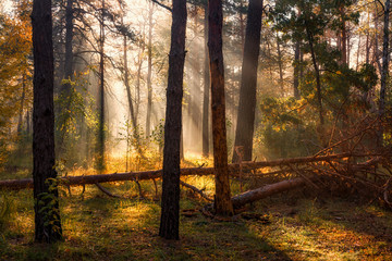 Fototapeta premium Walk in the woods. Pleasant autumn weather. Sun rays play in the branches of trees.