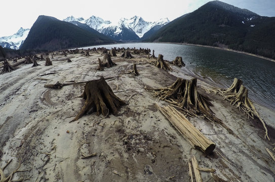 Tree stumps after deforestation located around lake in Canada on dark and moody overcast day. This photo depicts drought conditions and Climate Change.