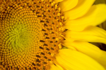 Bright yellow middle of sunflower close up. Summer swasonal background.