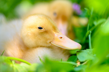 Cute Duckling Relaxing