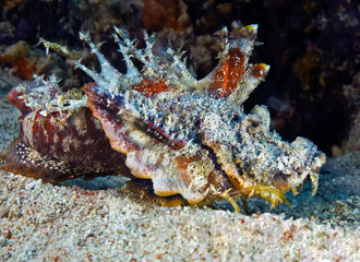 Walkman (scorpion fish) lying on the sand waiting for prey. Underwater macro photography