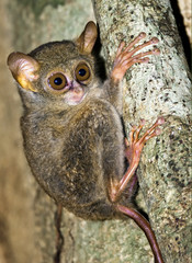 Tarsier