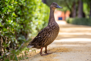 Duck family crossing the park in seville alcatraz.