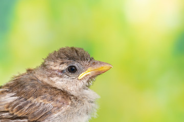 portrait of a bird