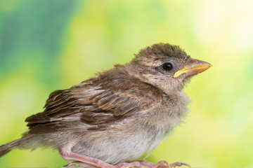 Portrait of young bird (Passer domesticus) on blurry green background, profile view, close up