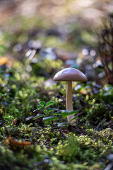 Lonely mushroom in a Finnish forest.