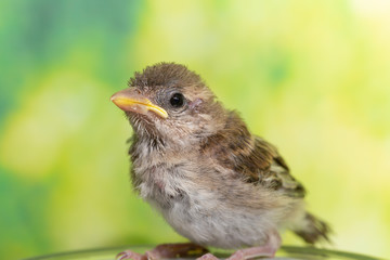 Portrait of a young bird (Passer domesticus), profile view, close up