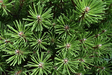 pine branches in my garden