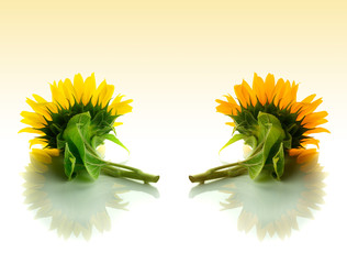 High resolution photo montage of individually colour graded Sunflowers