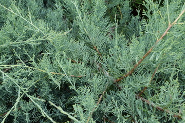juniper plant in my garden