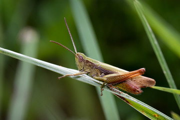 Grashüpfer
