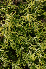 cypress plant in my garden