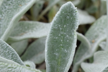 plant Stachys in my garden
