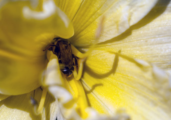 A bee collects nectar from a yellow flower.