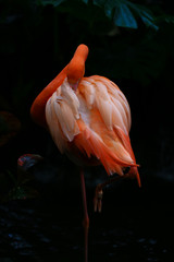 Magnificent Flamingo in pond. Flamingo is a type of wading bird in the family Phoenicopteridae, the only bird family in the order Phoenicopteriformes.