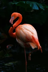 Foto op Canvas Prachtige Flamingo in vijver. Flamingo is een soort waadvogel in de familie Phoenicopteridae, de enige vogelfamilie in de orde Phoenicopteriformes. © Roman