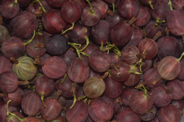 red gooseberry fruit in my garden