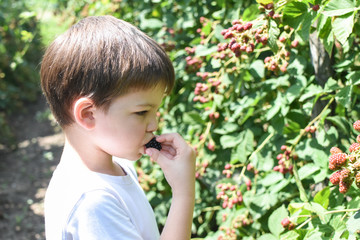 Little boy picking blackberries in garden. Child picking and eating ripe blackberry