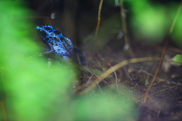 Blue poison dart frog hiding in the undergrove. Beautiful tropical rain forest animal from the Amazon rainforest. A poisonous amphibian with black dots.