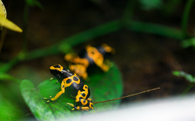 Yellow poison dart frog dendrobates leucomelas hiding in the undergrove. Beautiful tropical rain forest animal from the Amazon rainforest. A poisonous amphibian with black dots.