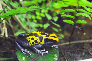 Yellow poison dart frog dendrobates leucomelas hiding in the undergrove. Beautiful tropical rain forest animal from the Amazon rainforest. A poisonous amphibian with black dots.