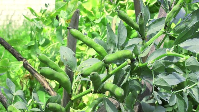 A bean (Vicia faba) stalk with many ripe pods in the garden. Harvest season, agricultural concept