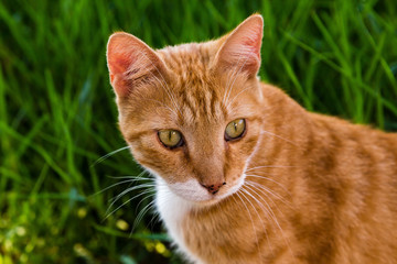 Portrait of a red cat on a background of green grass