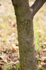 A trunk of a young apple tree. Branches of a young fruit apple tree in a garden. Apple tree in city park.