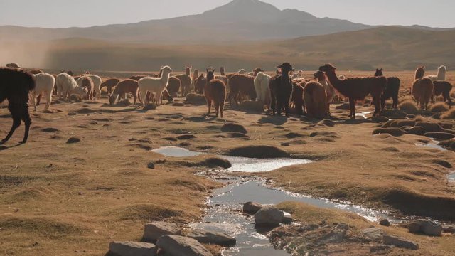 Hear of llamas next to a water stream in Bolivian Altiplano. Wide shot of brown and white lama family grazing in Andes mountains at sunrise