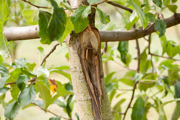 A trunk of a young apple tree. Branches of a young fruit apple tree in a garden. Apple tree in city park.