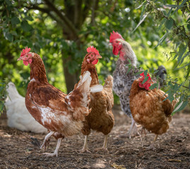 Hühnerschar im freiland
