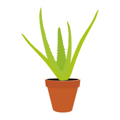 Aloe vera in flower pot isolated on white background. Green plant. Houseplant