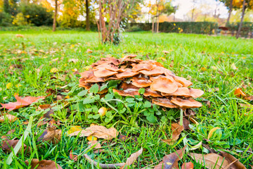 Group of honey agaric mushrooms in city park