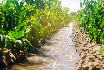 Irrigation of peppers in the field. Traditional natural watering. Eco-friendly products....