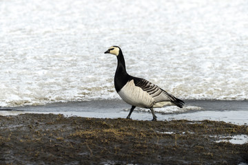 Bernache nonnette, Branta leucopsis, Barnacle Goose, Norvège, Spitzberg, Svalbard