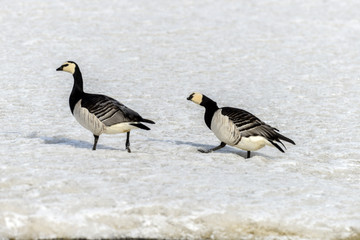 Bernache nonnette, Branta leucopsis, Barnacle Goose, Norvège, Spitzberg, Svalbard