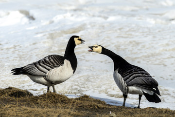 Bernache nonnette, Branta leucopsis, Barnacle Goose, Norvège, Spitzberg, Svalbard