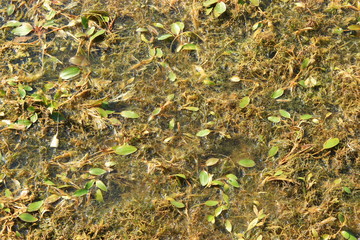 Leaves of plants and weeds on a lake surface. Closeup view