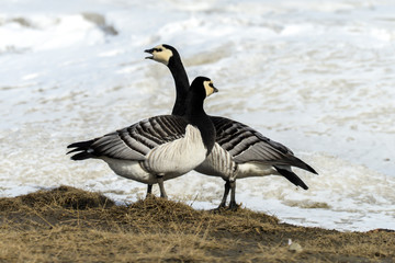 Obraz premium Bernache nonnette, Branta leucopsis, Barnacle Goose, Norvège, Spitzberg, Svalbard