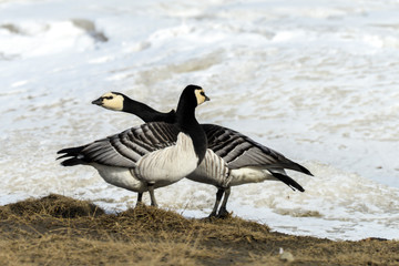Bernache nonnette, Branta leucopsis, Barnacle Goose, Norvège, Spitzberg, Svalbard