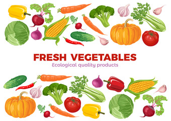 Banner with vegetables on white background. Vector colored bright illustration of farm products in a flat style.