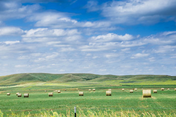 round hay bales in a field on a farm in north dakota